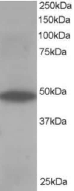 ORP1 Antibody, Novus Biologicals 0.1mg; Unlabeled:Antibodies, Polyclonal